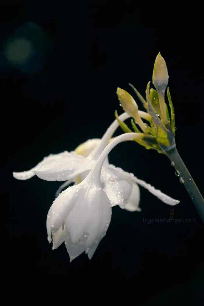 FOTOGRAFÍA 0001 - EUCHARIS AMAZÓNICA